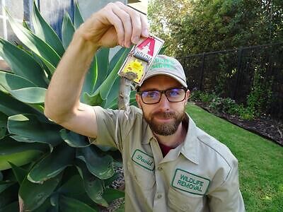 Phoenix rodent trapping