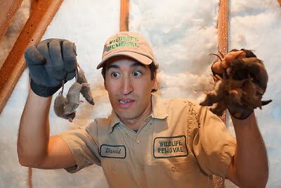rodent trapping